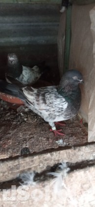 Pigeon